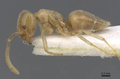 Bothriomyrmex meridionalis specimen CASENT0915544 image casent0915544_3