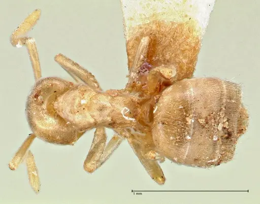 Bothriomyrmex meridionalis specimen FOCOL2785 image focol2785_1