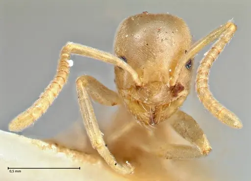 Bothriomyrmex meridionalis specimen FOCOL2785 image focol2785_2