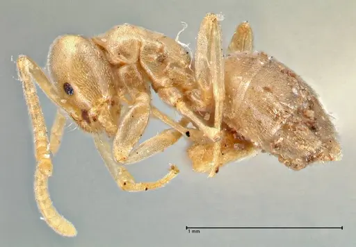 Bothriomyrmex meridionalis specimen FOCOL2785 image focol2785_3