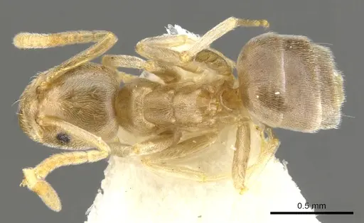 Bothriomyrmex modestus specimen CASENT0903026 image casent0903026_1