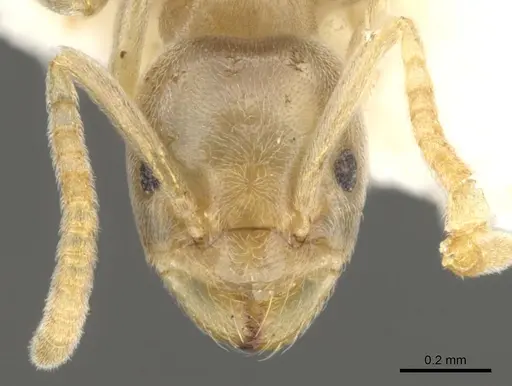 Bothriomyrmex modestus specimen CASENT0903026 image casent0903026_2