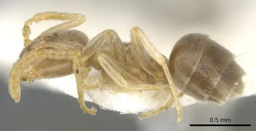 Bothriomyrmex modestus specimen CASENT0903026 image casent0903026_3