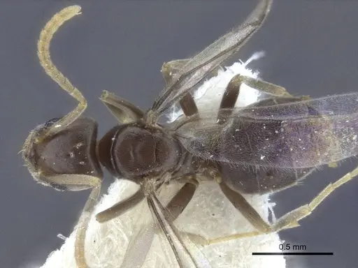 Bothriomyrmex modestus specimen CASENT0916697 image casent0916697_1
