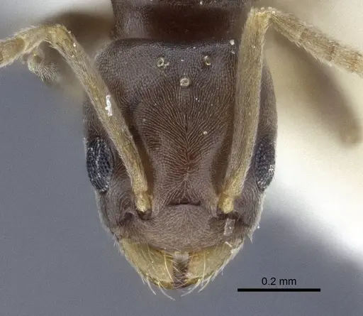 Bothriomyrmex modestus specimen CASENT0916697 image casent0916697_2
