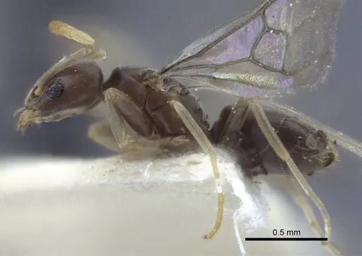 Bothriomyrmex modestus specimen CASENT0916697 image casent0916697_3