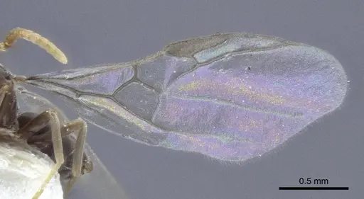 Bothriomyrmex modestus specimen CASENT0916697 image casent0916697_4