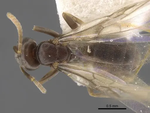Bothriomyrmex modestus specimen CASENT0917472 image casent0917472_1
