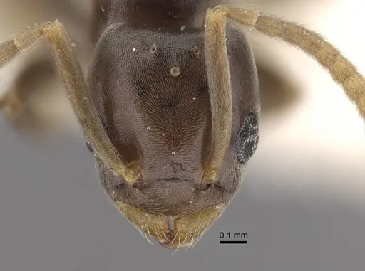Bothriomyrmex modestus specimen CASENT0917472 image casent0917472_2