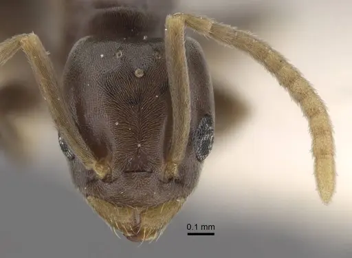 Bothriomyrmex modestus specimen CASENT0917472 image casent0917472_3