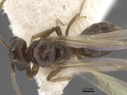 Bothriomyrmex modestus specimen CASENT0917473 image casent0917473_1