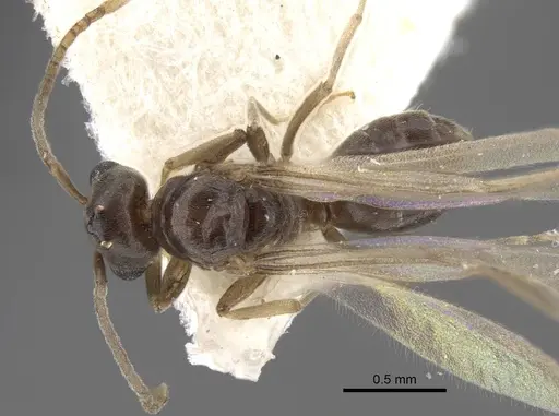 Bothriomyrmex modestus specimen CASENT0917473 image casent0917473_2