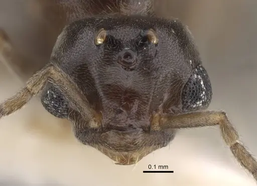 Bothriomyrmex modestus specimen CASENT0917473 image casent0917473_3