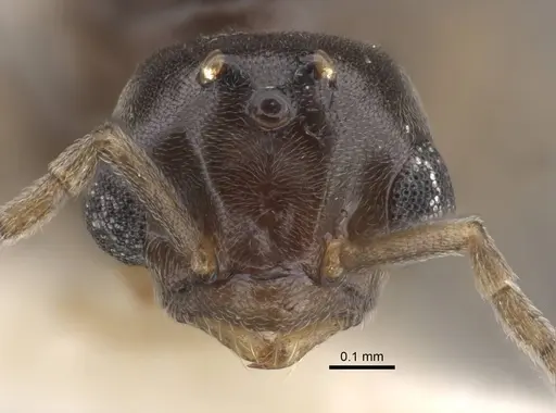 Bothriomyrmex modestus specimen CASENT0917473 image casent0917473_4