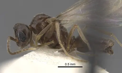 Bothriomyrmex modestus specimen CASENT0917473 image casent0917473_5