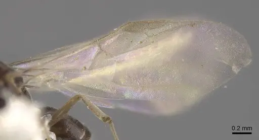 Bothriomyrmex modestus specimen CASENT0917473 image casent0917473_6