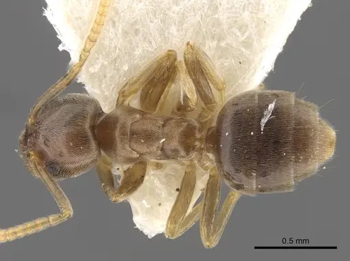 Bothriomyrmex modestus specimen CASENT0917474 image casent0917474_1