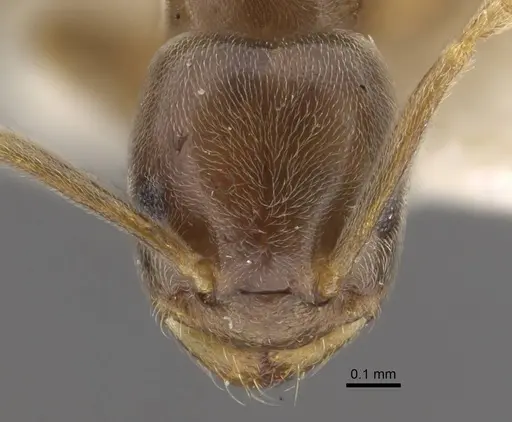 Bothriomyrmex modestus specimen CASENT0917474 image casent0917474_2