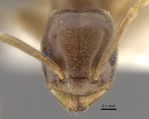 Bothriomyrmex modestus specimen CASENT0917474 image casent0917474_3