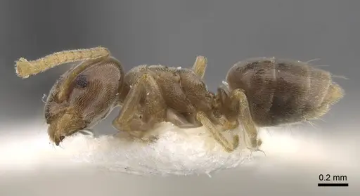 Bothriomyrmex modestus specimen CASENT0917474 image casent0917474_4