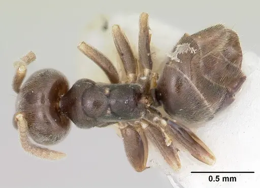 Bothriomyrmex paradoxus specimen CASENT0103277 image casent0103277_1