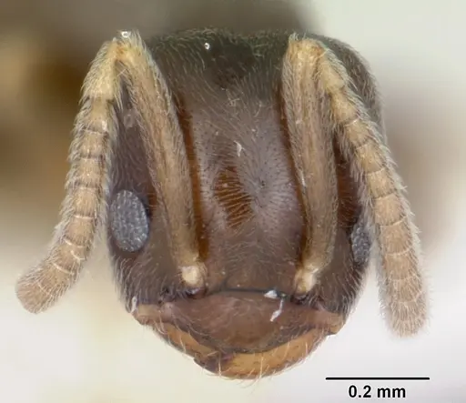Bothriomyrmex paradoxus specimen CASENT0103277 image casent0103277_2