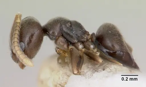 Bothriomyrmex paradoxus specimen CASENT0103277 image casent0103277_3