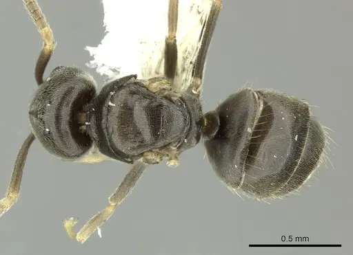 Bothriomyrmex paradoxus specimen CASENT0617893 image casent0617893_1
