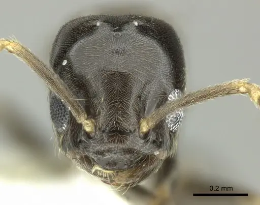 Bothriomyrmex paradoxus specimen CASENT0617893 image casent0617893_2