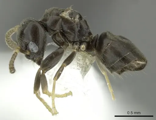 Bothriomyrmex paradoxus specimen CASENT0617893 image casent0617893_3