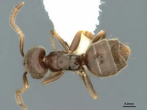 Bothriomyrmex paradoxus specimen CASENT0886029 image casent0886029_1