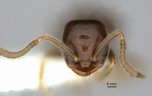 Bothriomyrmex paradoxus specimen CASENT0886029 image casent0886029_2