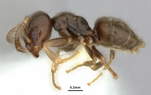 Bothriomyrmex paradoxus specimen CASENT0886029 image casent0886029_3