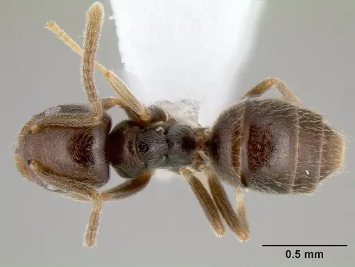 Bothriomyrmex paradoxus specimen JTLC000003511 image jtlc000003511_1