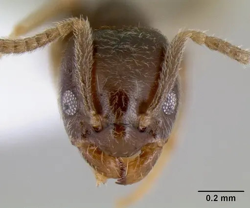 Bothriomyrmex paradoxus specimen JTLC000003511 image jtlc000003511_2