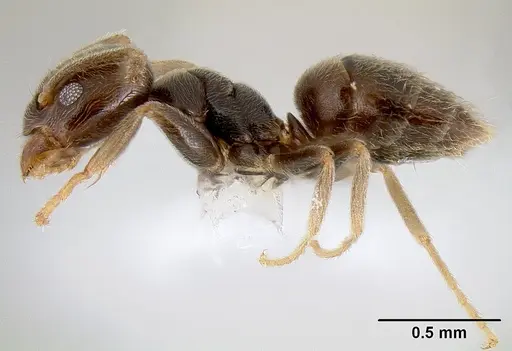 Bothriomyrmex paradoxus specimen JTLC000003511 image jtlc000003511_3