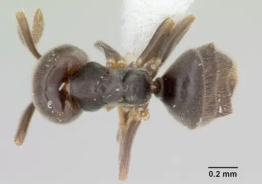 Bothriomyrmex paradoxus specimen JTLC000003512 image jtlc000003512_1