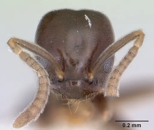 Bothriomyrmex paradoxus specimen JTLC000003512 image jtlc000003512_2