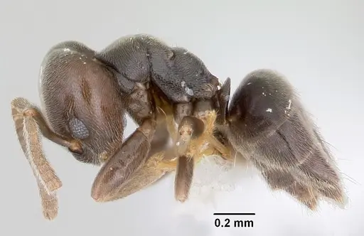 Bothriomyrmex paradoxus specimen JTLC000003512 image jtlc000003512_3