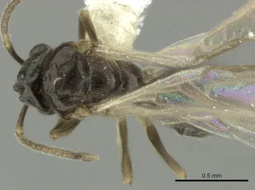Bothriomyrmex paradoxus specimen JTLC000004271 image jtlc000004271_1