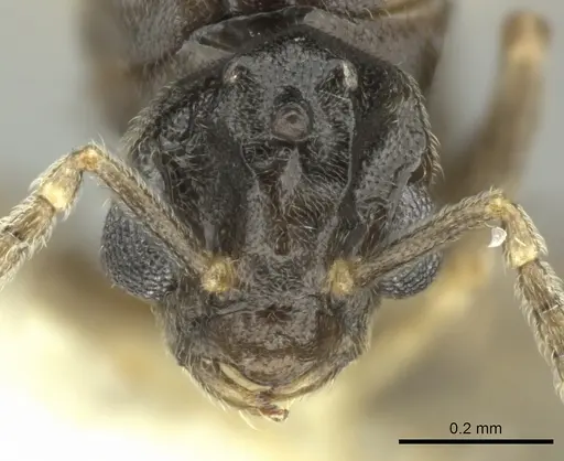 Bothriomyrmex paradoxus specimen JTLC000004271 image jtlc000004271_2