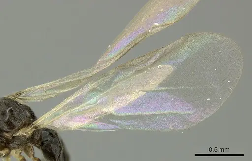 Bothriomyrmex paradoxus specimen JTLC000004271 image jtlc000004271_3