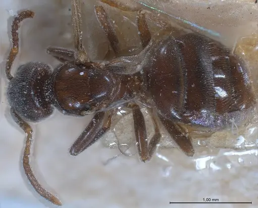 Bothriomyrmex pubens specimen ANTWEB1008377 image antweb1008377_1