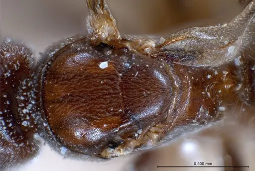 Bothriomyrmex pubens specimen ANTWEB1008377 image antweb1008377_2