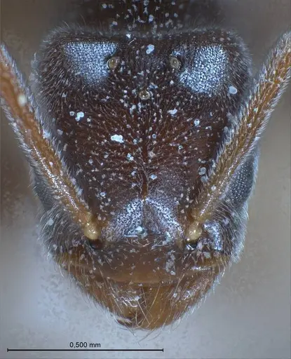 Bothriomyrmex pubens specimen ANTWEB1008377 image antweb1008377_3
