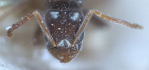 Bothriomyrmex pubens specimen ANTWEB1008377 image antweb1008377_4