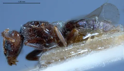 Bothriomyrmex pubens specimen ANTWEB1008377 image antweb1008377_5