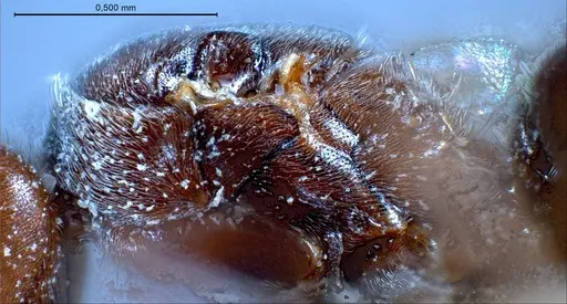 Bothriomyrmex pubens specimen ANTWEB1008377 image antweb1008377_6
