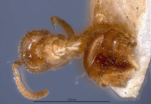 Bothriomyrmex pubens specimen ANTWEB1008378 image antweb1008378_1