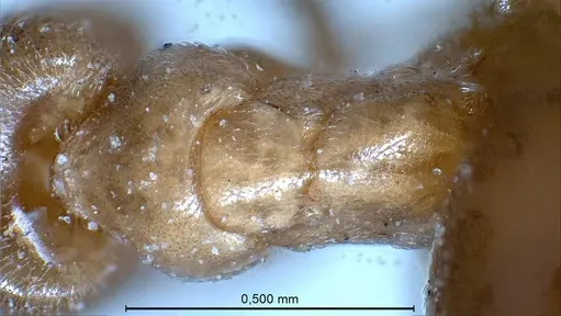 Bothriomyrmex pubens specimen ANTWEB1008378 image antweb1008378_2